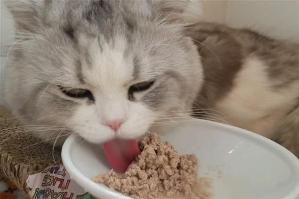 接猫前后要准备什么，需提前1天对房屋消毒