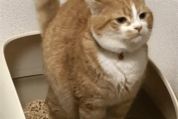 接猫前后要准备什么，需提前1天对房屋消毒