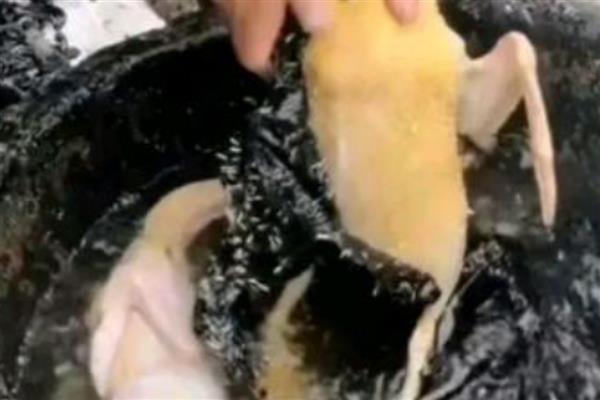 如何清除鸭子上面的小细毛，用镊子拔除又快又干净