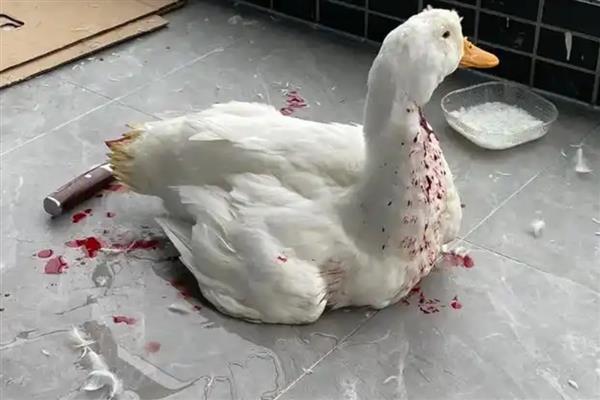 如何清除鸭子上面的小细毛，用镊子拔除又快又干净