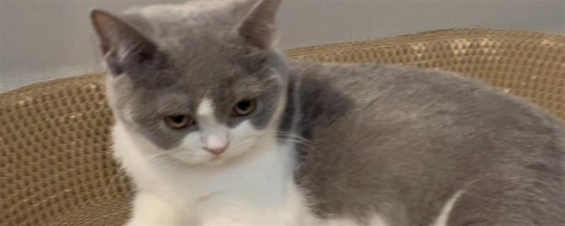 猫咪爱咬人的原因,可能处于发情期或情绪不好