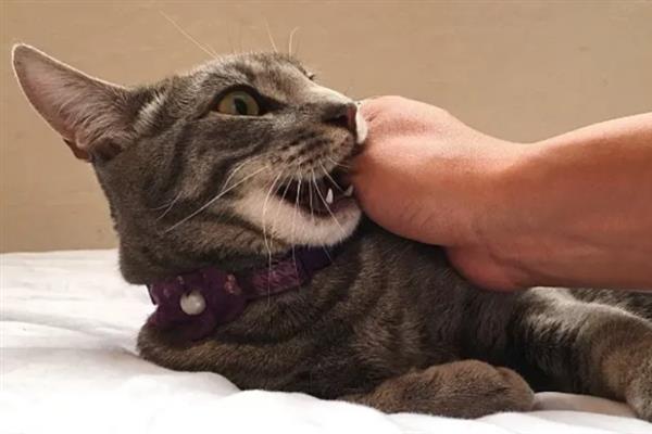 猫咪爱咬人的原因,可能处于发情期或情绪不好