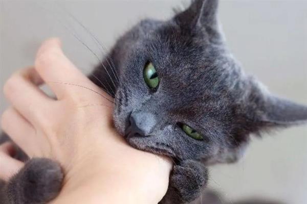 猫咪爱咬人的原因,可能处于发情期或情绪不好