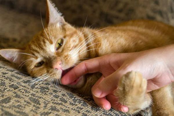 猫咪爱咬人的原因,可能处于发情期或情绪不好