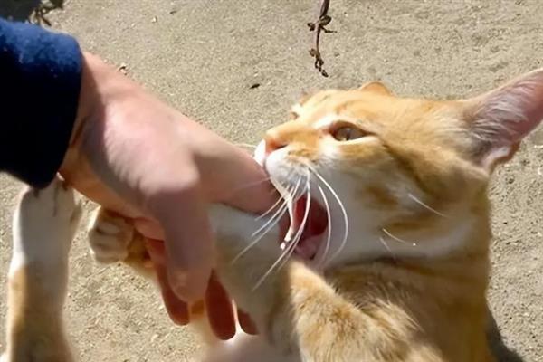 猫咪爱咬人的原因,可能处于发情期或情绪不好