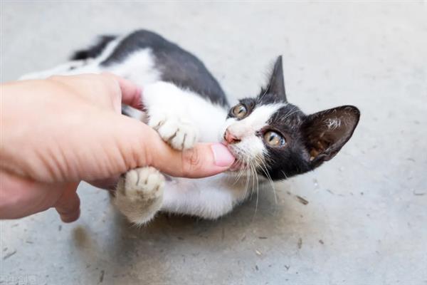 猫咪爱咬人的原因,可能处于发情期或情绪不好