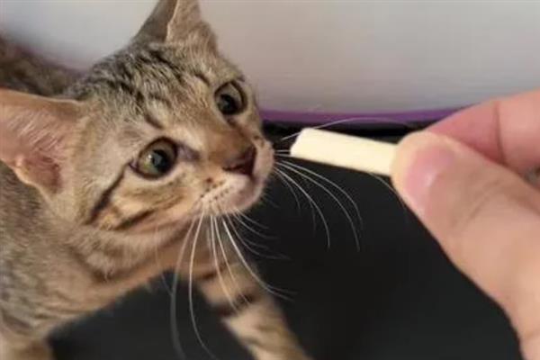 猫咪爱咬人的原因,可能处于发情期或情绪不好