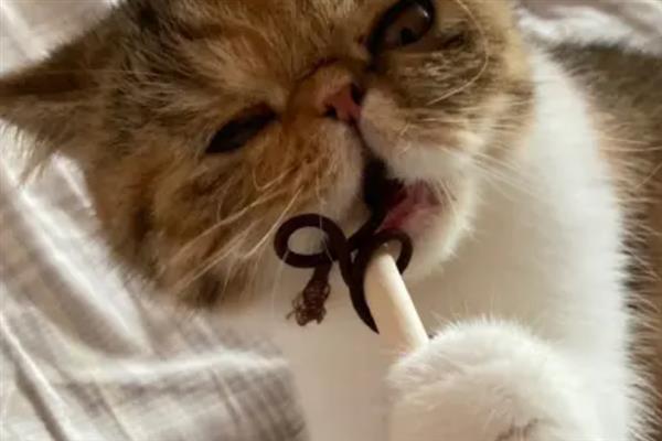 猫咪爱咬人的原因,可能处于发情期或情绪不好
