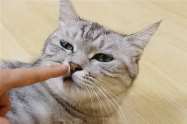 猫咪爱咬人的原因,可能处于发情期或情绪不好