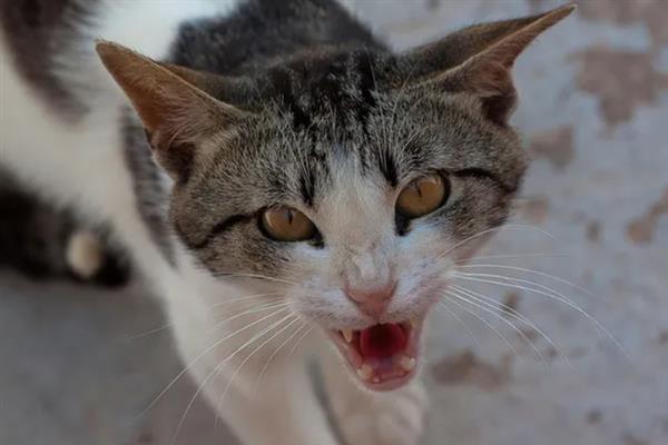 猫咪爱咬人的原因,可能处于发情期或情绪不好
