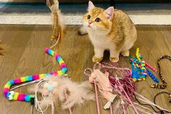 猫咪爱咬人的原因,可能处于发情期或情绪不好