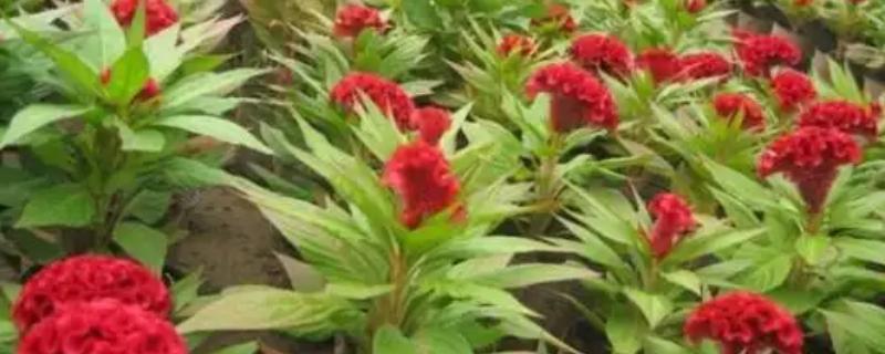 鸡冠花什么时候种植，一般在4-5月份播种