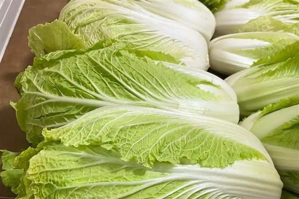白菜可以放冰箱冷藏么，白菜能放冰箱冷藏