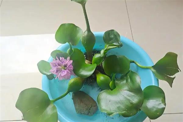 水葫芦如何养殖，冬天及时搬到温暖环境中
