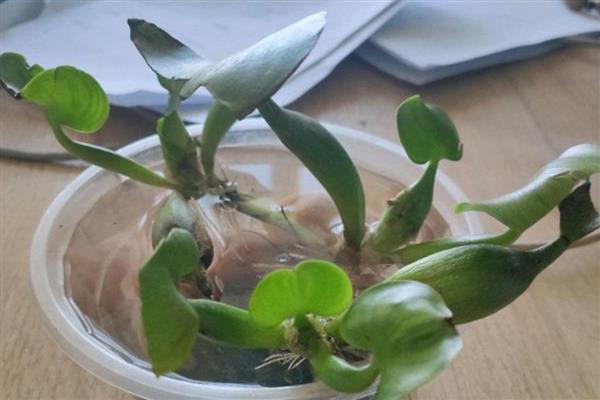 水葫芦如何养殖，冬天及时搬到温暖环境中