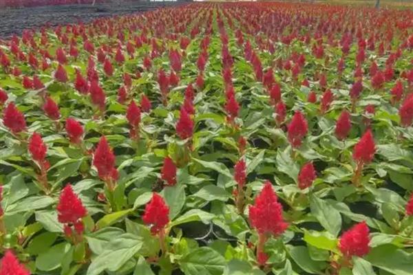 鸡冠花什么时候种植,一般在4-5月份播种