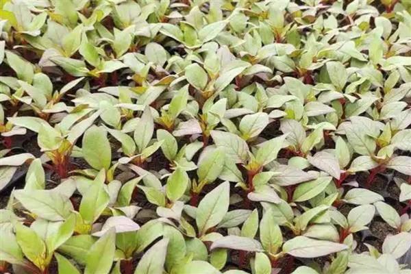 鸡冠花什么时候种植,一般在4-5月份播种