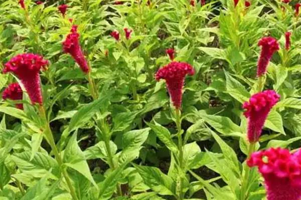 鸡冠花什么时候种植,一般在4-5月份播种