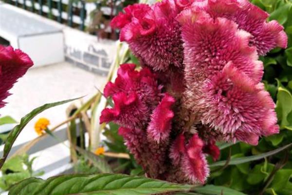 鸡冠花什么时候种植,一般在4-5月份播种