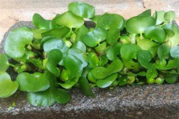 水葫芦如何养殖，冬天及时搬到温暖环境中