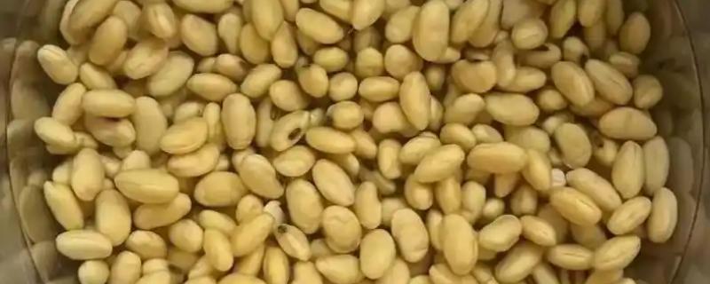 如何用黄豆做有机肥，浸泡后充分煮熟再装入瓶中发酵