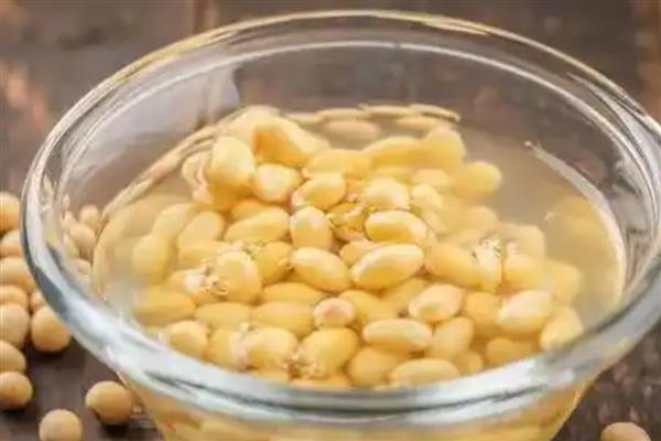如何用黄豆做有机肥，浸泡后充分煮熟再装入瓶中发酵