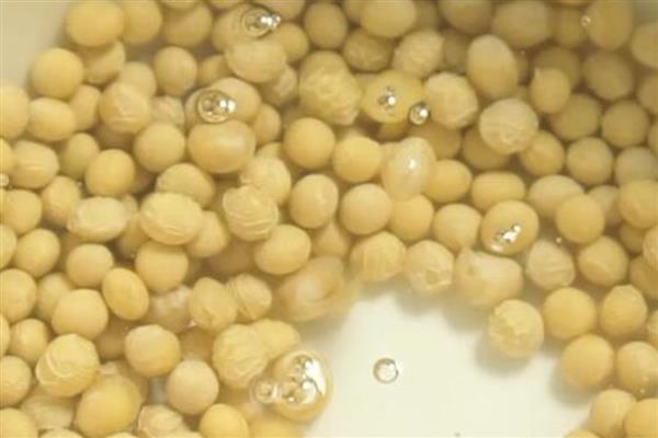 如何用黄豆做有机肥，浸泡后充分煮熟再装入瓶中发酵