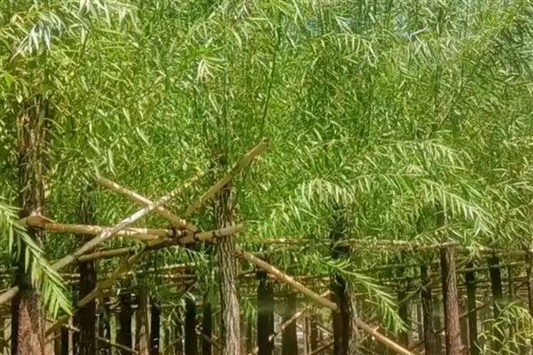 用什么树养殖金蝉，适合选择杨树、柳树、榆树等树种