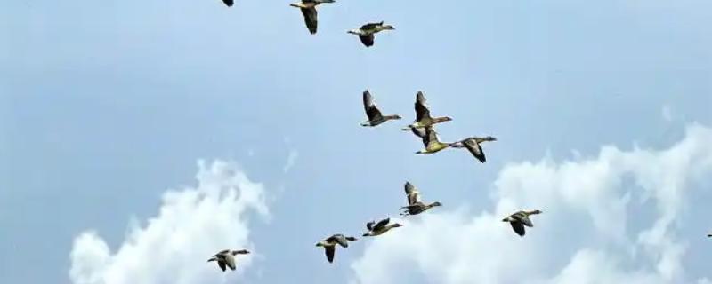大雁每年春天往哪里飞,从南方飞向北方