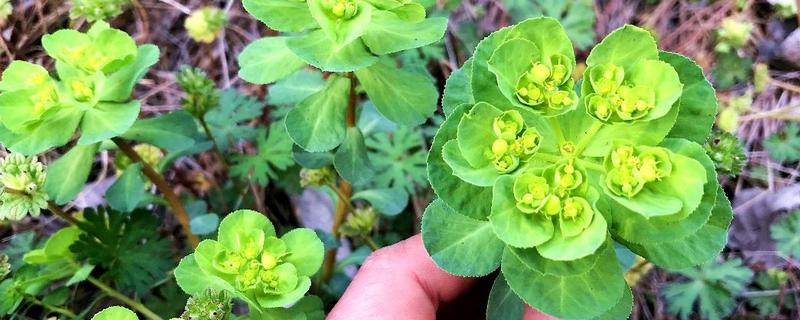 猫眼草与猫耳草有何区别，科属、叶片、花期均不同