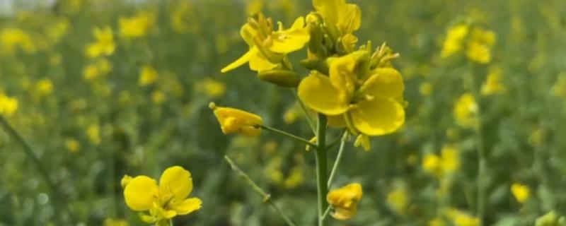 油菜花的凋谢时间，4-5月份开放、6-7月份凋落