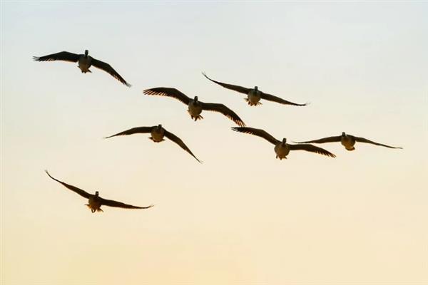 大雁每年春天往哪里飞,从南方飞向北方