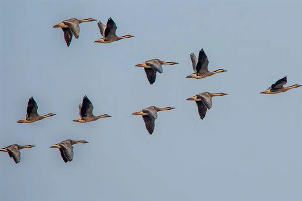 大雁每年春天往哪里飞,从南方飞向北方