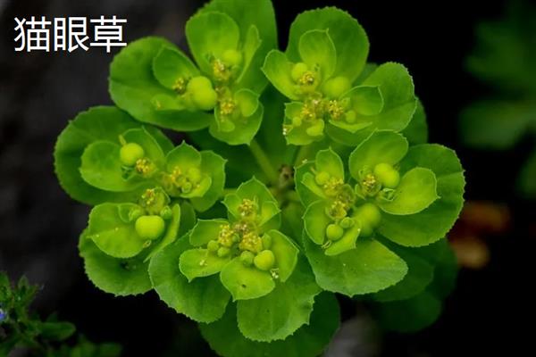 猫眼草与猫耳草有何区别，科属、叶片、花期均不同