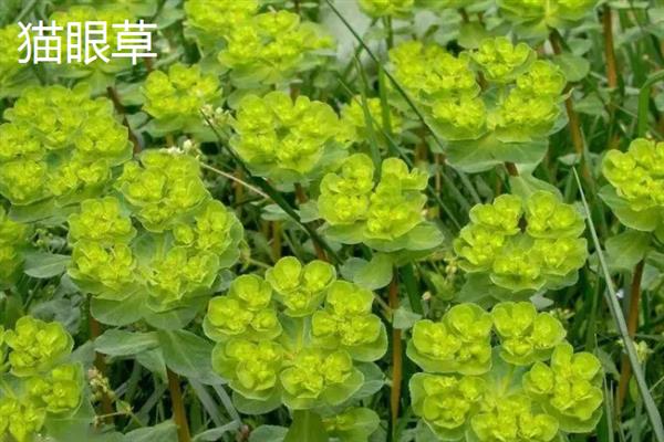 猫眼草与猫耳草有何区别，科属、叶片、花期均不同