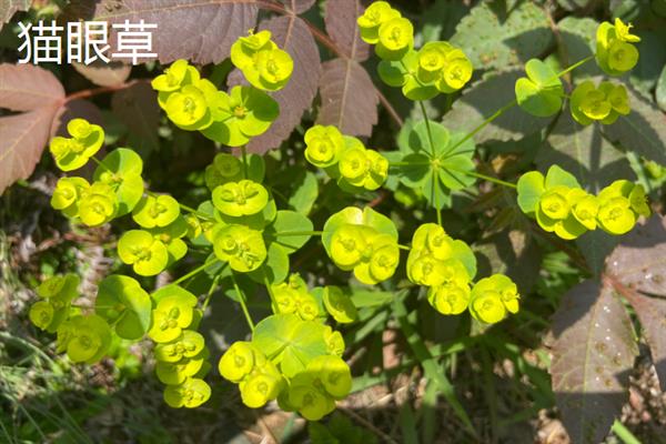猫眼草与猫耳草有何区别，科属、叶片、花期均不同