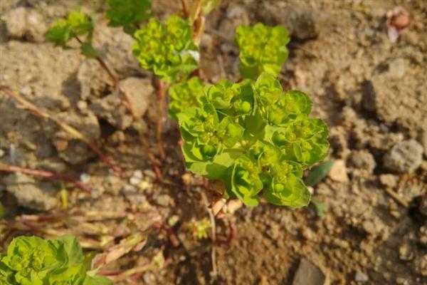 猫眼草与猫耳草有何区别，科属、叶片、花期均不同