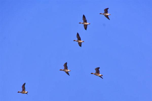 大雁每年春天往哪里飞,从南方飞向北方