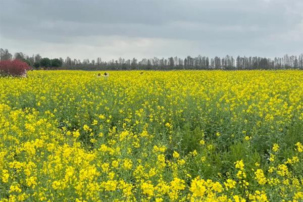 油菜花的凋谢时间，4-5月份开放、6-7月份凋落