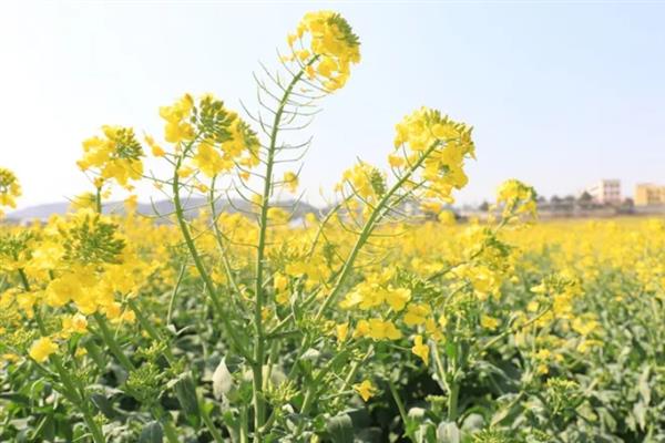油菜花的凋谢时间，4-5月份开放、6-7月份凋落