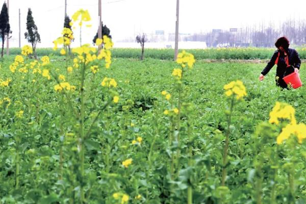 油菜花的凋谢时间，4-5月份开放、6-7月份凋落