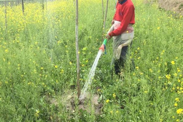 油菜花的凋谢时间，4-5月份开放、6-7月份凋落