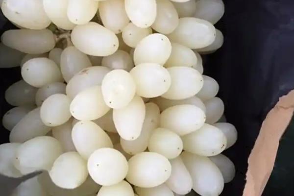 白牛奶葡萄有何优缺点,果粒重果肉脆但抗寒及抗湿等能力差