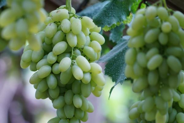 白牛奶葡萄有何优缺点,果粒重果肉脆但抗寒及抗湿等能力差