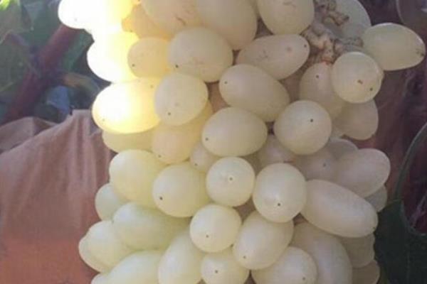 白牛奶葡萄有何优缺点,果粒重果肉脆但抗寒及抗湿等能力差