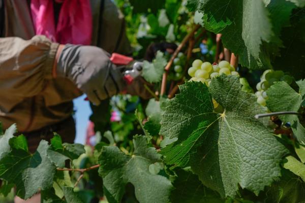 白牛奶葡萄有何优缺点,果粒重果肉脆但抗寒及抗湿等能力差