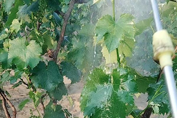 白牛奶葡萄有何优缺点,果粒重果肉脆但抗寒及抗湿等能力差