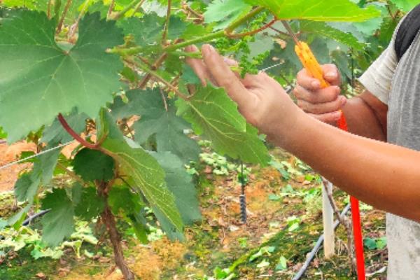 白牛奶葡萄有何优缺点,果粒重果肉脆但抗寒及抗湿等能力差