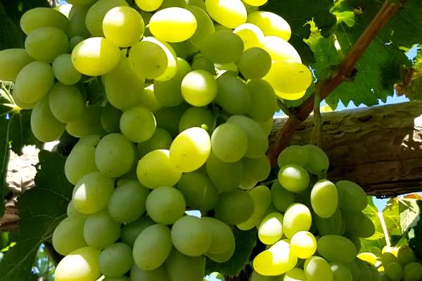 白牛奶葡萄有何优缺点,果粒重果肉脆但抗寒及抗湿等能力差