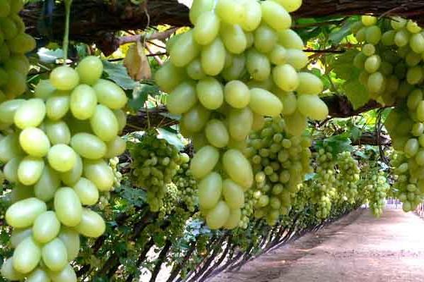 白牛奶葡萄有何优缺点,果粒重果肉脆但抗寒及抗湿等能力差